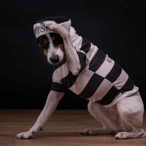 štúdiová fotka psa oblečeného vo vezeňskom oblečení
