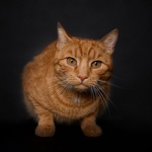 portrét mačky so žltými očami na tmavom pozadí