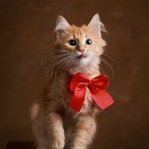 fotka oranžového mačiatka s červenou mašľou na hnedom pozadí