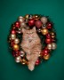 Portrét nórskej lesnej mačky vo vianočnom venci z lesklých vianočných gulí na zelenom pozadí