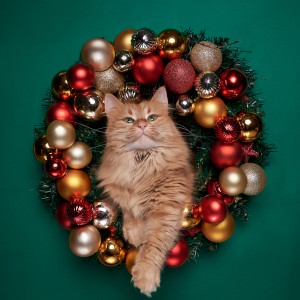 Portrét nórskej lesnej mačky vo vianočnom venci z lesklých vianočných gulí na zelenom pozadí