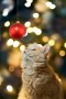 portrét mačiatka pred vianočným stromčekom pozerajúceho na vianočnú ozdobu guľu