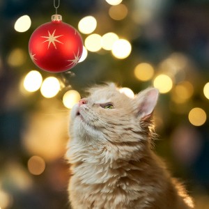 portrét mačiatka pred vianočným stromčekom pozerajúceho na vianočnú ozdobu guľu