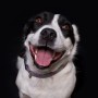 portrét usmievajúceho sa psa na tmavom pozadí