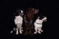 portrét troch psov na tmavom pozadí