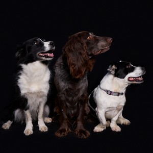 portrét troch psov na tmavom pozadí
