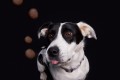 portrét psa chytajúceho letiace granule na tmavom pozadí