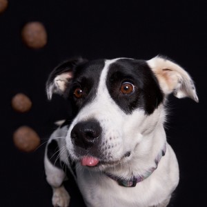 portrét psa chytajúceho letiace granule na tmavom pozadí