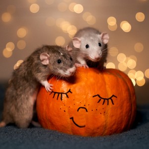fotka potkaníc na oranžovej tekvici so svetelným bokehom v pozadí