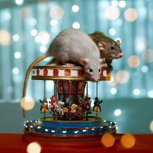 fotka potkanov na vianočnom kolotoči v pozadí modrý svetelný bokeh